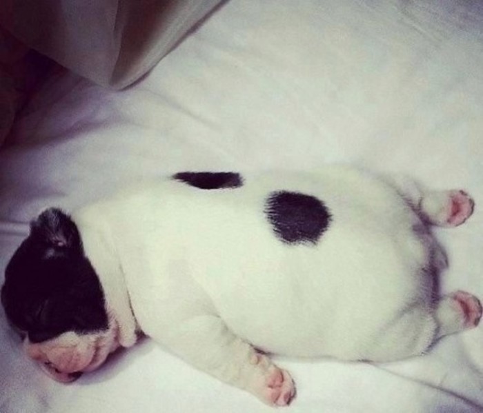 哈哈哈这狗太萌了动物gif搞笑图片