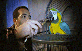 事实证明酒后不但不能开车，酒后飞行也是不行的动物gif搞笑图片