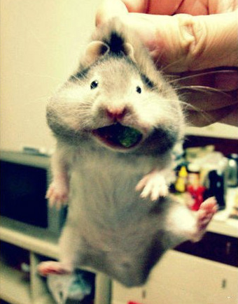 所谓吃货：就是偷吃被抓了，也要先吃完嘴里那口再说动物gif搞笑图片