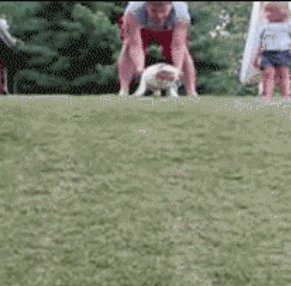 狗狗也来玩玩滑草动物gif搞笑图片