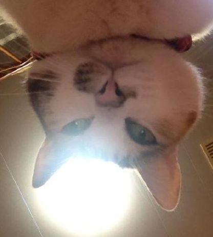 嗯，你醒啦？快去铲屎、倒水、给我小鱼干动物gif搞笑图片