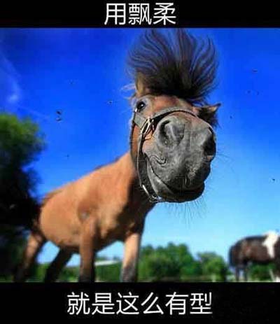 用飘柔，就是这么有型动物gif搞笑图片