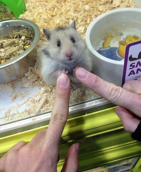 能放我出去玩玩么？动物gif搞笑图片