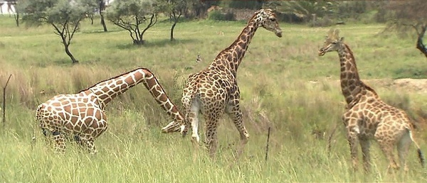 高位截瘫的长颈鹿动物gif搞笑图片