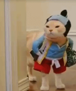 你们喵星人真会玩动物gif搞笑图片