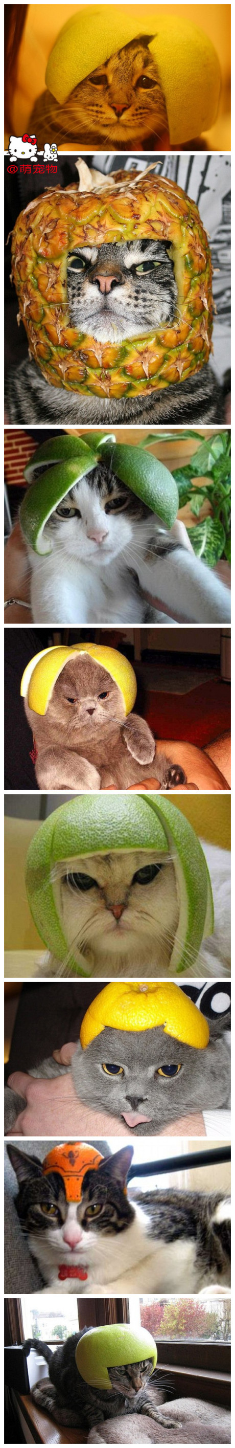 麻烦你们再贱一点啊！动物gif搞笑图片