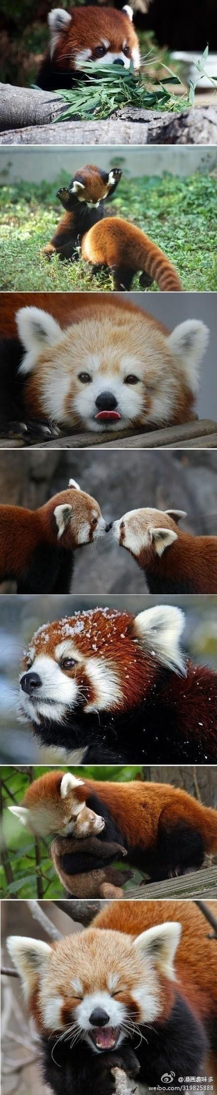 卖萌无下限的干脆面动物gif搞笑图片