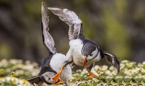 在劳资的地盘上也敢这么嚣张动物gif搞笑图片