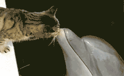 有爱的一幕动物gif搞笑图片