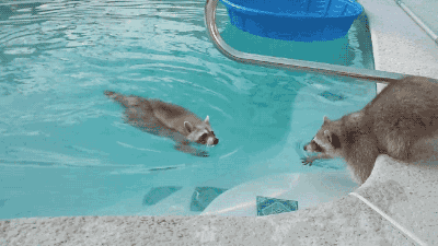 快过来，让我抓住洗一洗动物gif搞笑图片