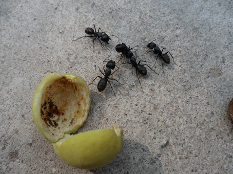 混口饭吃不容易动物gif搞笑图片