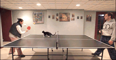 喵星人遇到这玩意绝对忍不住动物gif搞笑图片