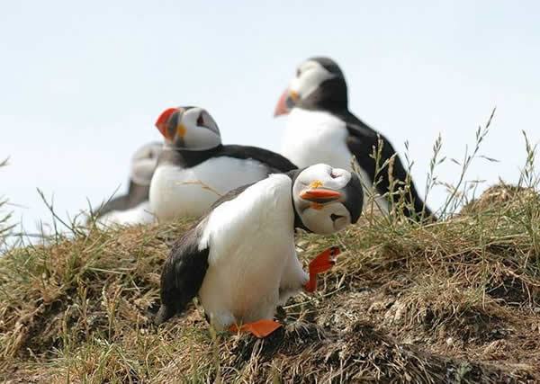 我承认你比我萌行了吧动物gif搞笑图片