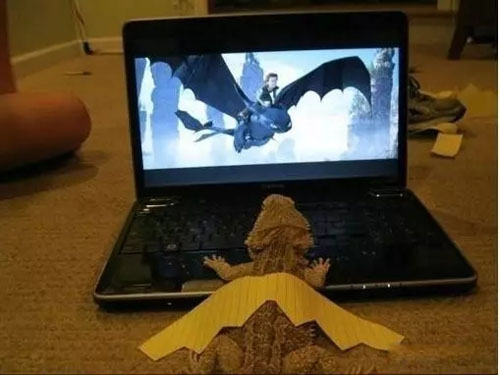 哈哈，有一种翱翔的梦想动物gif搞笑图片