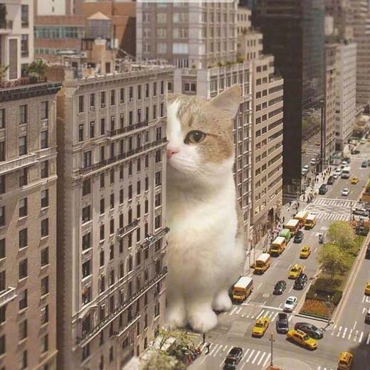 巨型猫咪来啦......动物gif搞笑图片