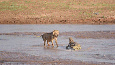 看到鳄鱼皮包包就两眼放光扑上去通常是母的动物gif搞笑图片