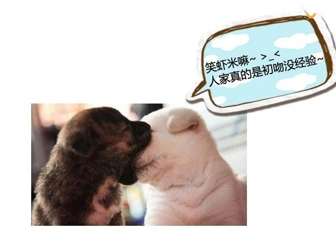 初吻没经验动物gif搞笑图片