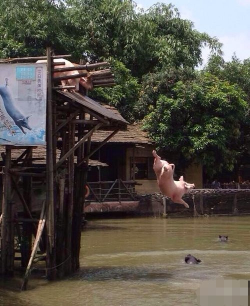 卧槽，看到这一幕我喷饭了动物gif搞笑图片