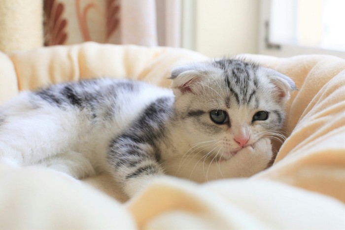 冬天快到了可以冬眠了动物gif搞笑图片