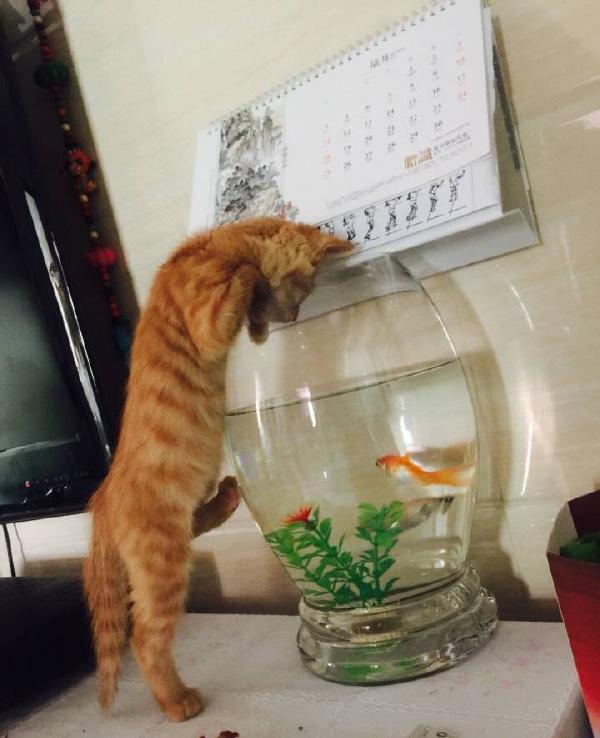 养猫还养鱼动物gif搞笑图片