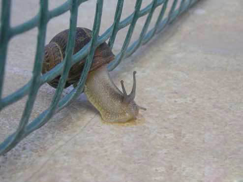 越狱失败了，壳太大了动物gif搞笑图片