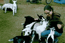 小山羊，你们要干啥？动物gif搞笑图片