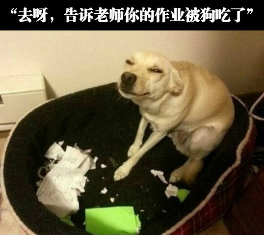 铲屎的，烹了它。。。动物gif搞笑图片