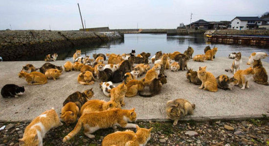 那些世界上被动物统治的地方动物gif搞笑图片