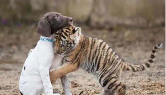 孟加拉小老虎有了新朋友动物gif搞笑图片