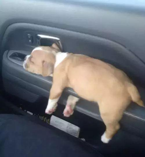 销魂的睡姿，也是醉了......动物gif搞笑图片