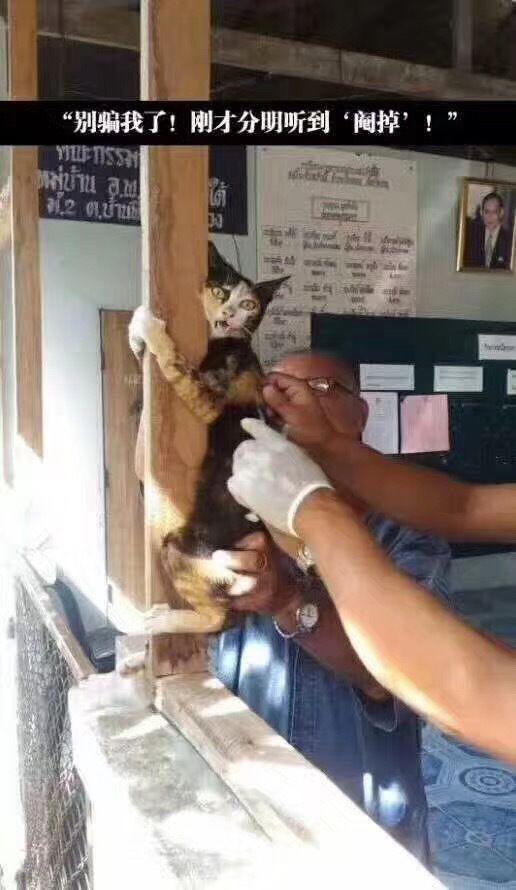 不能再形象了动物gif搞笑图片