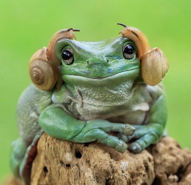 你什么时候买的新耳环？动物gif搞笑图片