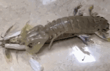 厉害了！我的皮皮虾动物gif搞笑图片