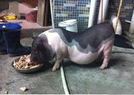 吃货们...你们都奥特曼了动物gif搞笑图片