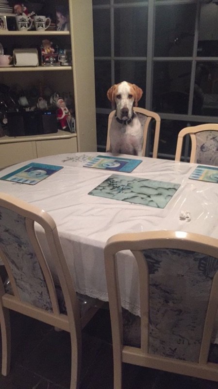 菜呢，怎么还不上来？动物gif搞笑图片