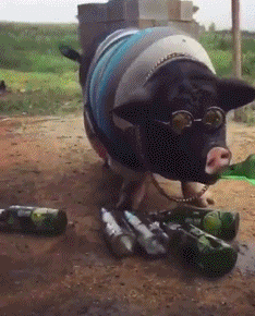 村里猪哥真有福，生活乐滋滋动物gif搞笑图片