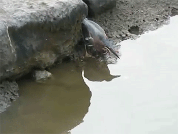 叼鱼的效率远远胜过钓鱼啊动物gif搞笑图片