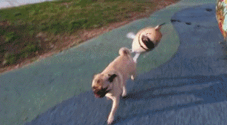 带女友逛街动物gif搞笑图片