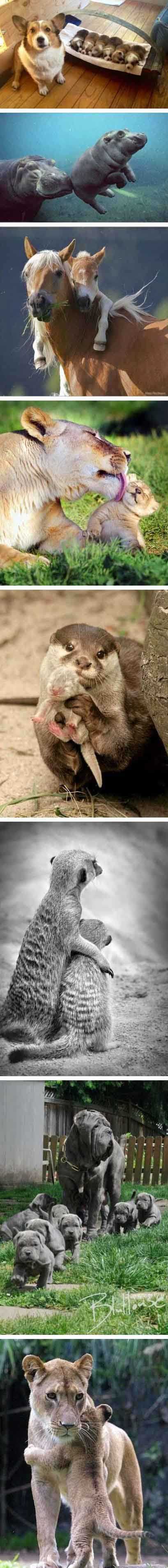 这些动物亲子照，真心被萌到！动物gif搞笑图片
