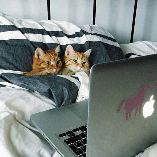 哟嘿，用的还是苹果笔记本啊！动物gif搞笑图片