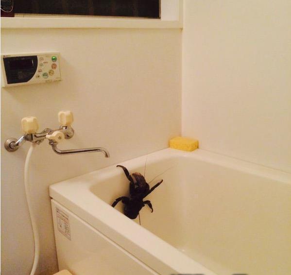 这么大个蜘蛛，可把妹子吓死了动物gif搞笑图片