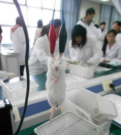 小样快死了还卖萌动物gif搞笑图片