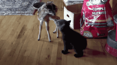 你怎么比我高这么多动物gif搞笑图片