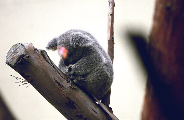 可爱的小考拉动物gif搞笑图片