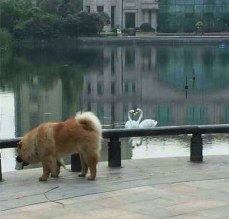 我有一张你在湖边偷看情侣洗澡的照片动物gif搞笑图片