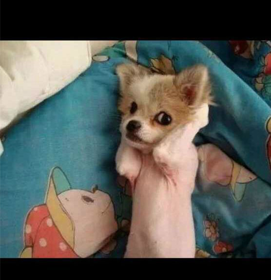 我不听我不听动物gif搞笑图片