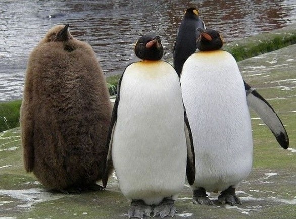 后面那家伙是谁啊？动物gif搞笑图片