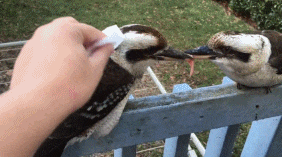 两只执着的鸟，抢一块肉抢到石化，网友怕它们冷，还给它们盖上了餐巾纸，又给它们加了几块肉，依旧一动不动的抢，我有我的倔强吼，赢的是个面子，已经不是一块肉的问题了动物gif搞笑图片