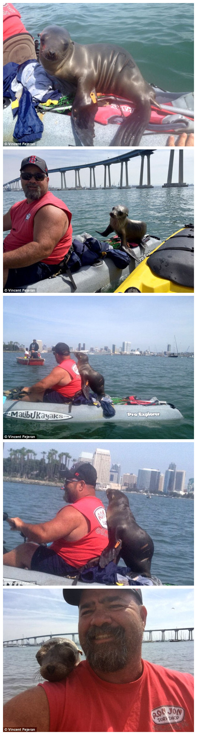 小海狮以为这是他爸动物gif搞笑图片