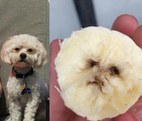 最尴尬的撞脸动物gif搞笑图片